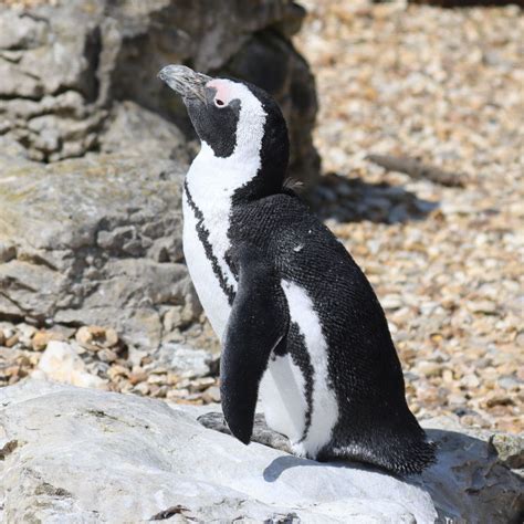 africancapeblack footed penguin