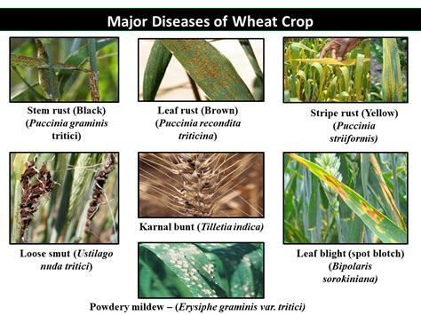 Major Diseases Of Wheat Crop