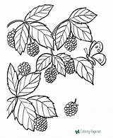 Coloring Blackberry Pages Fruit Food Printable Drawing Spirit Berries Color Fruits Berry Print Kids Worksheets Bush Raisingourkids Animal Sheets Dot sketch template