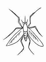 Mosquito Coloring Pages Insect Drawing Color Printable Colorings Categories Supercoloring Clipartmag Getcolorings sketch template