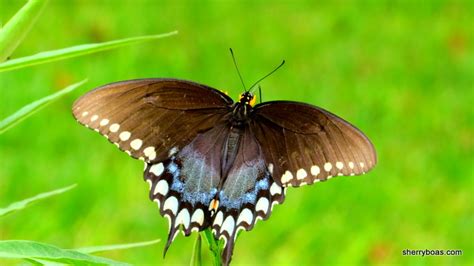 Simply Living Spicebush Swallowtail Butterfly