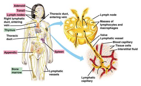 lymphatic system   health wellness centre