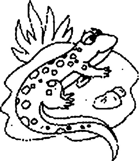 coloring pages  lizards
