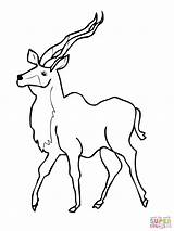 Kudu Antelope Kob Uganda Antelopes Mammals sketch template
