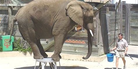 bronx zoo disneys animal kingdom  list    worst zoos  elephants huffpost