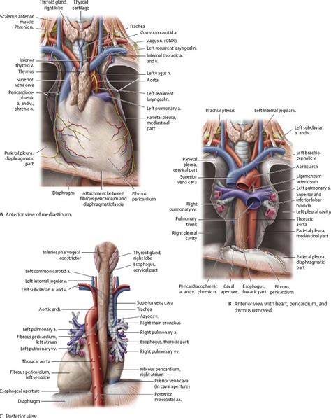 Mediastinum Atlas Of Anatomy