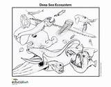 Ecosystem sketch template