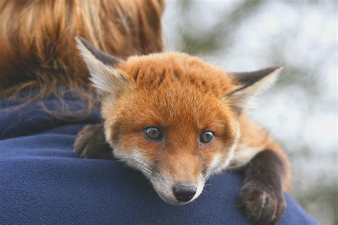 fox species    pets