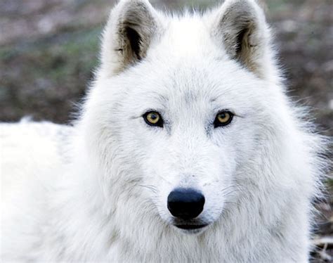 arctic wolf wolves photo  fanpop