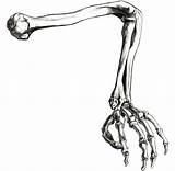 Skeleton Arm Drawing Hand Clipart Clip Skeletal Bones Feet Easy Collection Clipartmag Drawn Duck Happy Getdrawings Library Use 2697 2757 sketch template