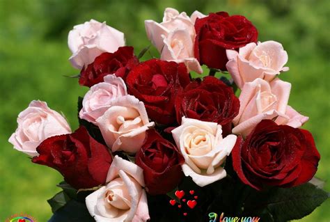 love flower picher flower love images   pictures