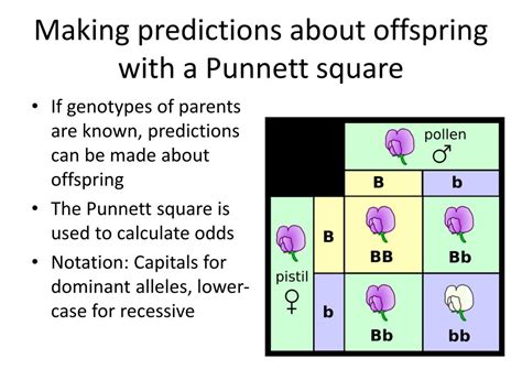 ppt mendelian genetics powerpoint presentation free download id