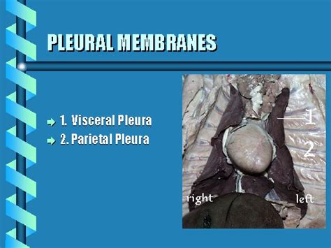 Pleural Membranes