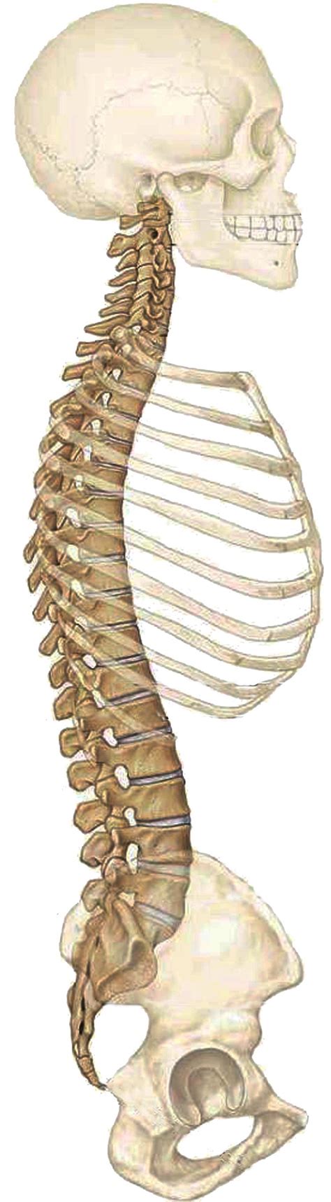 the human spine anatomy chiropractic singapore anatomy for