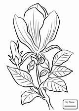 Magnolia Coloring Pages Printable Tattoo Watercolor Getcolorings Awesome Flower Getdrawings sketch template
