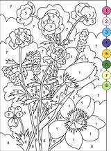 Color Coloring Numbers Flowers Pages sketch template