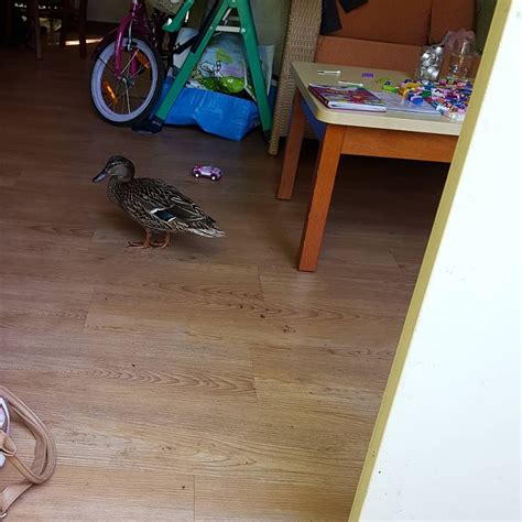 gratis huisdier bij ons huisje atcenterparcsdehuttenheugte eendenkoppel vrijevogel pret