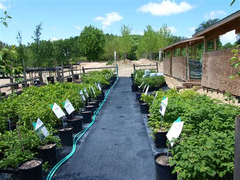 garden center knechts nurseries landscaping