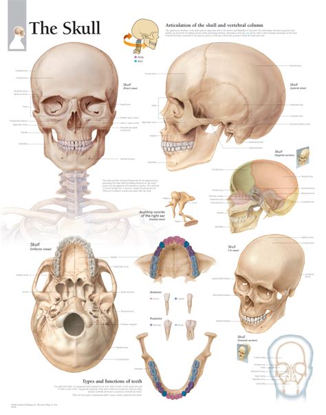 skull  anatomical parts charts
