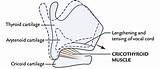 Larynx Cricothyroid Visor Cartilage Vocal Joints Cord Anatomy Easy Cricoid Thyroid Forwards sketch template