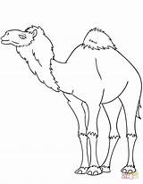 Coloring Camel Dromedary Pages Cartoon Drawing sketch template