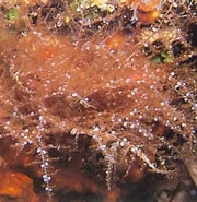 Afbeeldingsresultaten voor "wrangelia Penicillata". Grootte: 180 x 185. Bron: www.ecured.cu