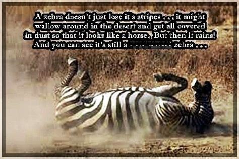 zebra stripes zebra quotes shortquotescc