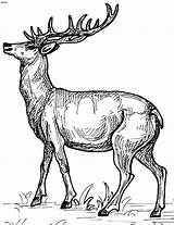 Deer Coloring Pages Red Print Color Kids sketch template