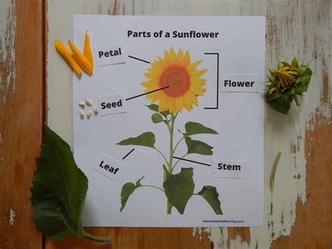 sunflower exploration   printables