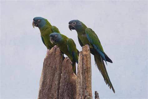 blue headed macaw  mini macaw wild view