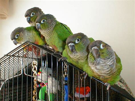 Green Cheeked Conure Facts Habitat Diet Adaptations