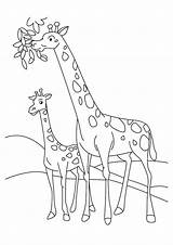 Girafa Jerapah Animais Sketsa Pages Mewarnai Hewan Diwarnai Hitam Binatang Makan Daun Pintar Ausmalbilder Imagensemoldes Coloring4free Ausmalbild Giraffes Pola Leher sketch template