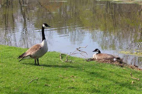 Digital Photography Canadian Geese