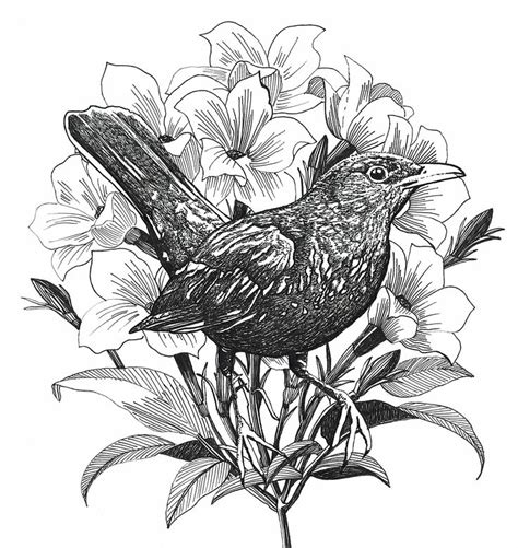blackbird ink sketch black bird coloring pages