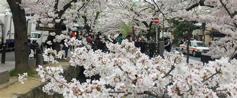 travelspecial discover japan through the season of sakura