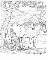 Coloring Pages Horses Adult Horse Coloringpagesforadult Colouring Obtain Depending Effects Various Card Use sketch template