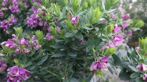 polygala myrtifolia vleugeltjesbloem  groenblijvende plant die matig winterhard  dus