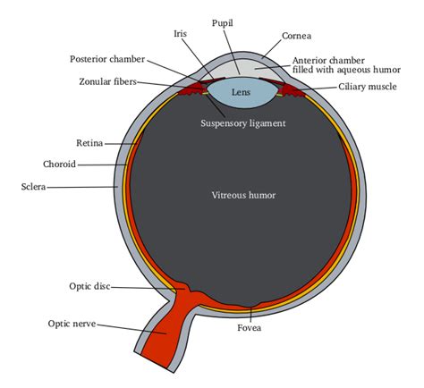 fileschematic diagram   human eyepng wikipedia