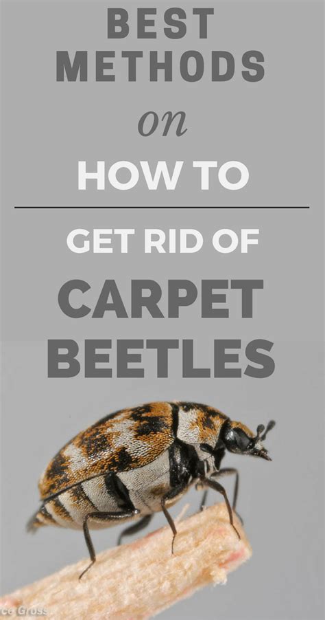 methods     rid  carpet beetles topcleaningtipscom