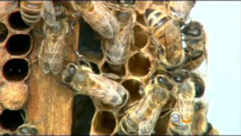 Bills Buzzing In Nj Legislature To Help Honeybees Cbs Philly