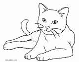 Katze Ausmalbilder Malvorlage Malvorlagen Katz Katzen Ausmalen Cool2bkids Eigene Genug Katen Anzubieten Grund sketch template
