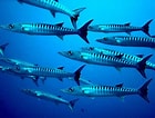 Afbeeldingsresultaten voor "sphyraena Barracuda". Grootte: 140 x 106. Bron: www.fishfriender.com