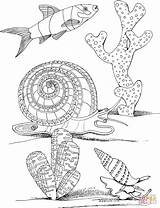 Coloring Sea Marine Snail Mollusc Pages Printable Drawing Designlooter sketch template