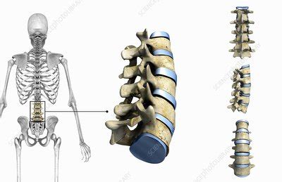 spine stock image  science photo library