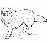 Cane Montagna Pirenei Chien Pyrenees Montagne Cani Categorie sketch template
