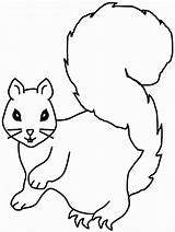Squirrel Coloring Pages Print Printable Kids sketch template