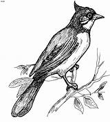 Nightingale Poem Awoko Passarinhos Birds Passaros Amore Olamide доску выбрать sketch template