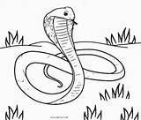 Ausmalbilder Schlangen Ausdrucken Schlange Cool2bkids Malvorlagen Kostenlos Snakes sketch template