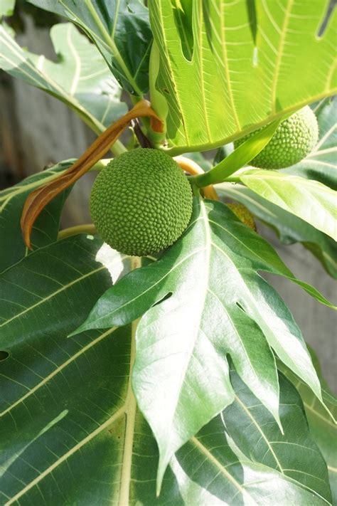 grow breadfruit indoors tips  growing breadfruit