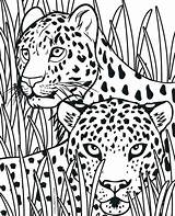 Cheetah Coloring Pages Realistic Print Animal Cub Printable Tribal King Cheetahs Adults Getcolorings Color Kids Sheets Pic Colori Family Getdrawings sketch template